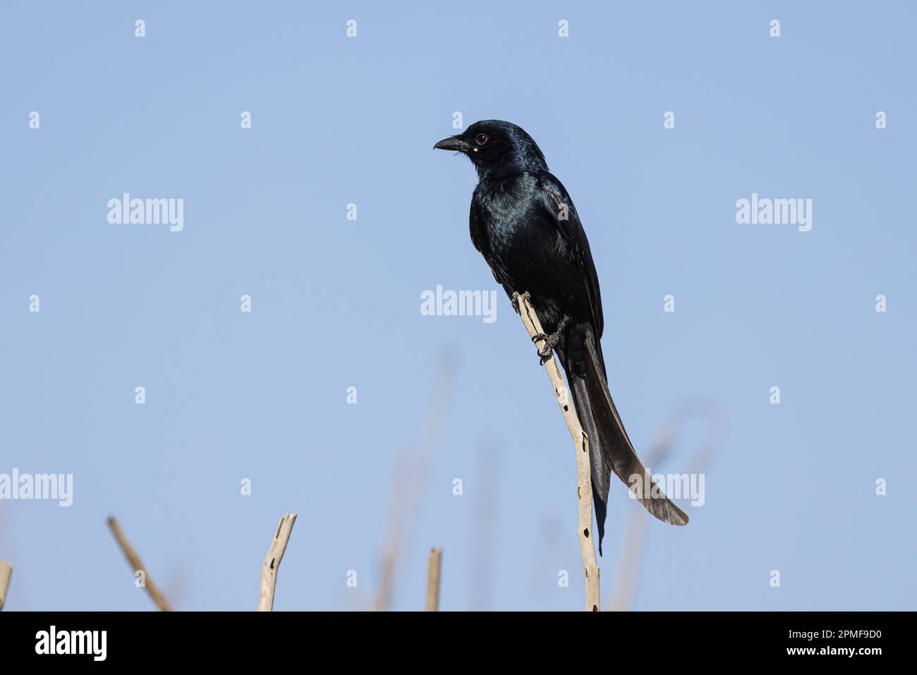 Indien, Dadra und Nagar Haveli und Daman und Diu, Diu, Black Drongo (Dicrurus macrocercus) Stockfoto