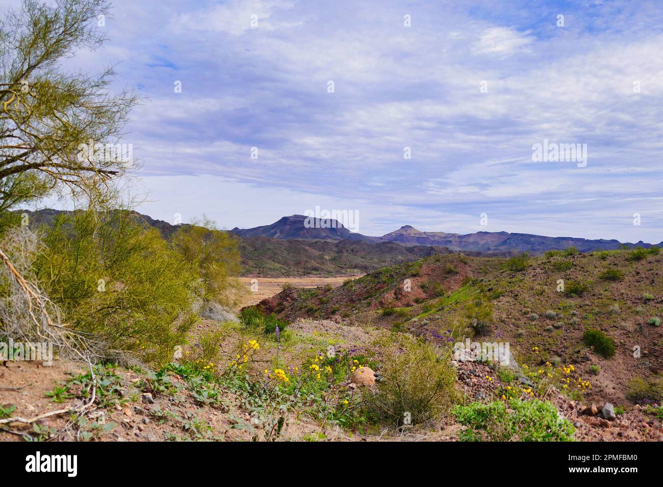 Grüne Wüstenvegetation und gelbe Blumen nach Frühlingsregen im Bill Williams River National Wildlife Refuge, Arizona, USA. Stockfoto