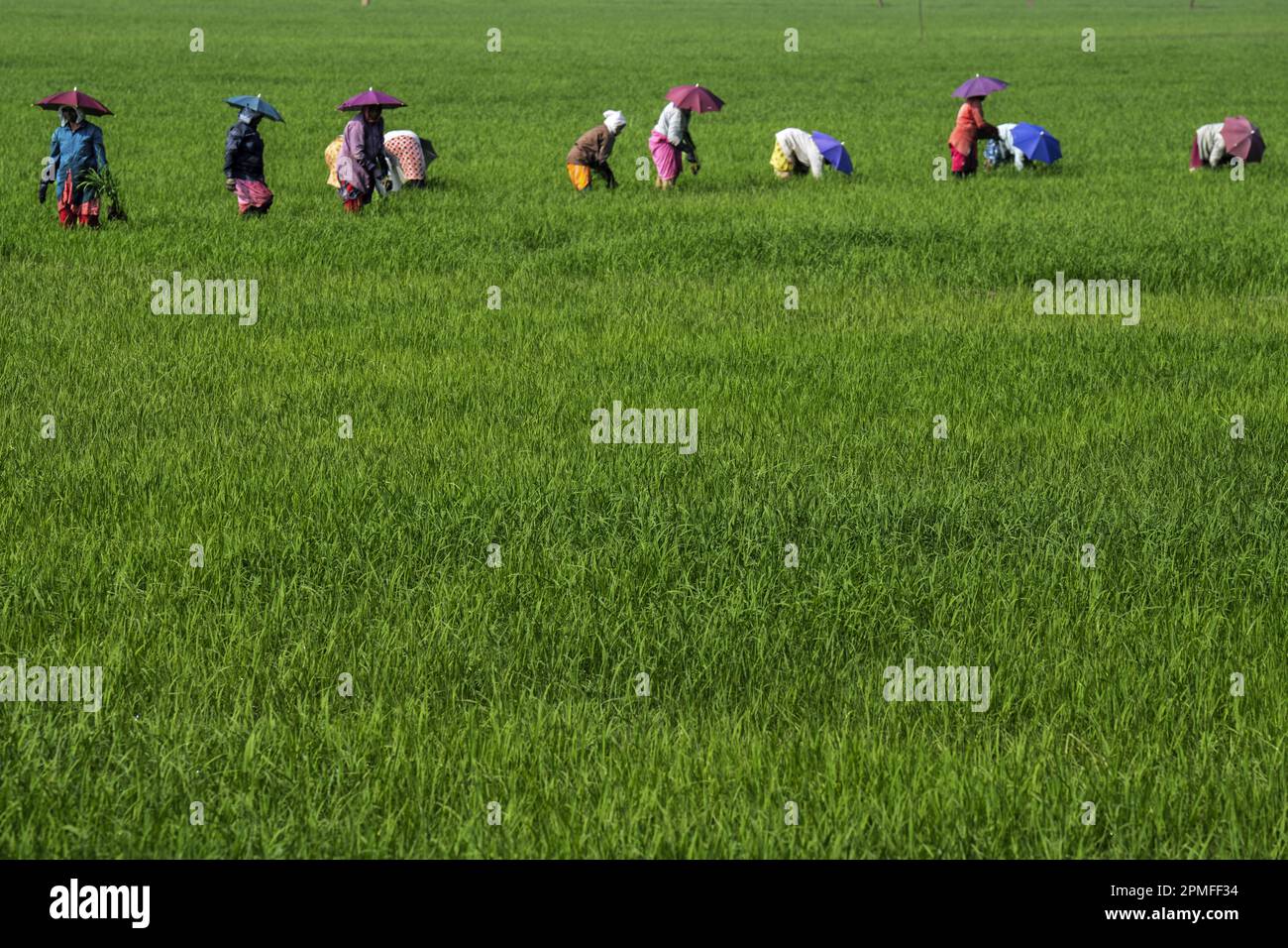 Indien, Kerala, Allepey, Reisfelder Stockfoto
