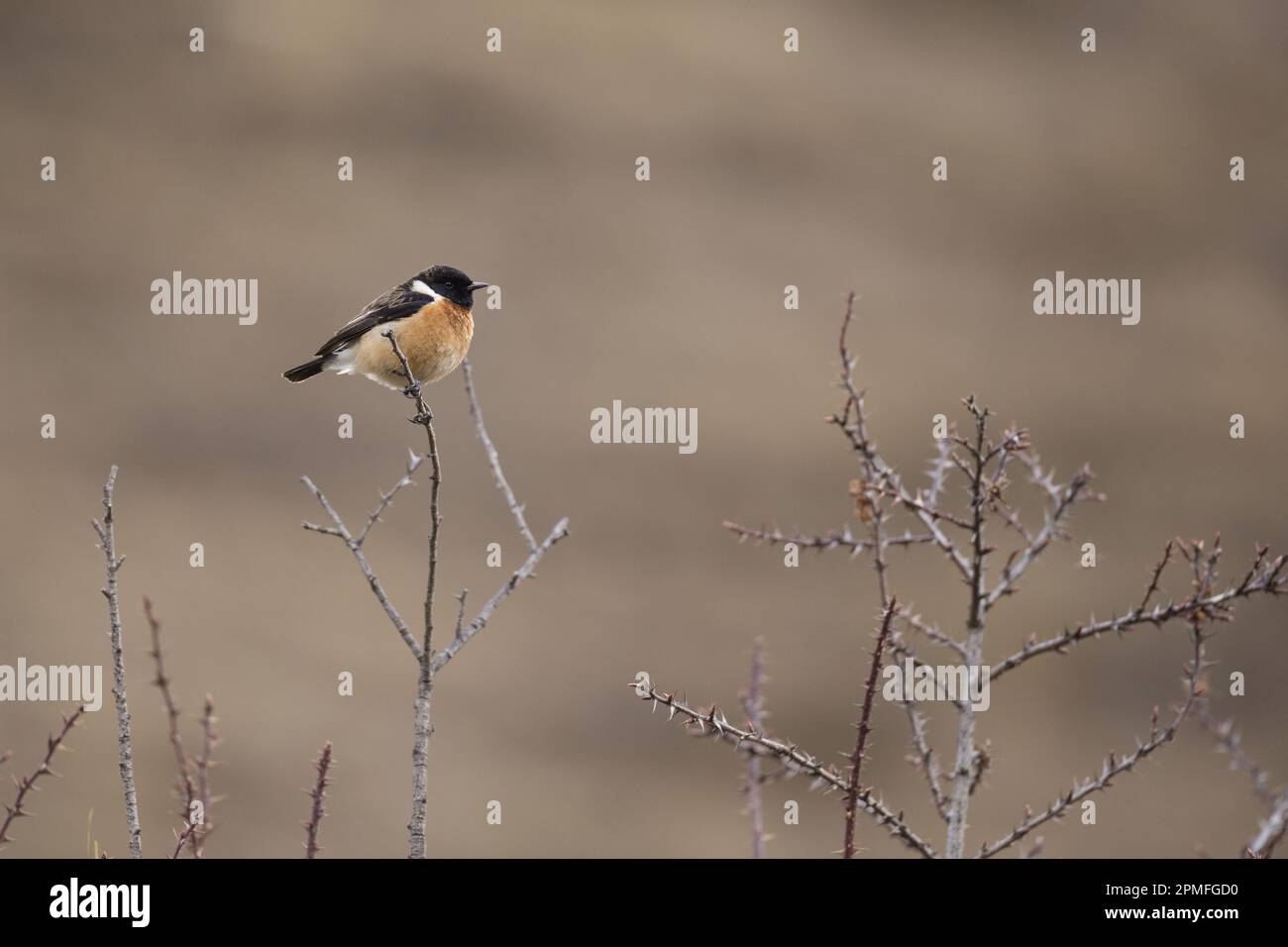 Nepal, Projekt zur Erhaltung der Annapurna-Region, Strecke Annapurna, Sibirisches Stonechat (Sachsen-maurus) bei Ledar Stockfoto