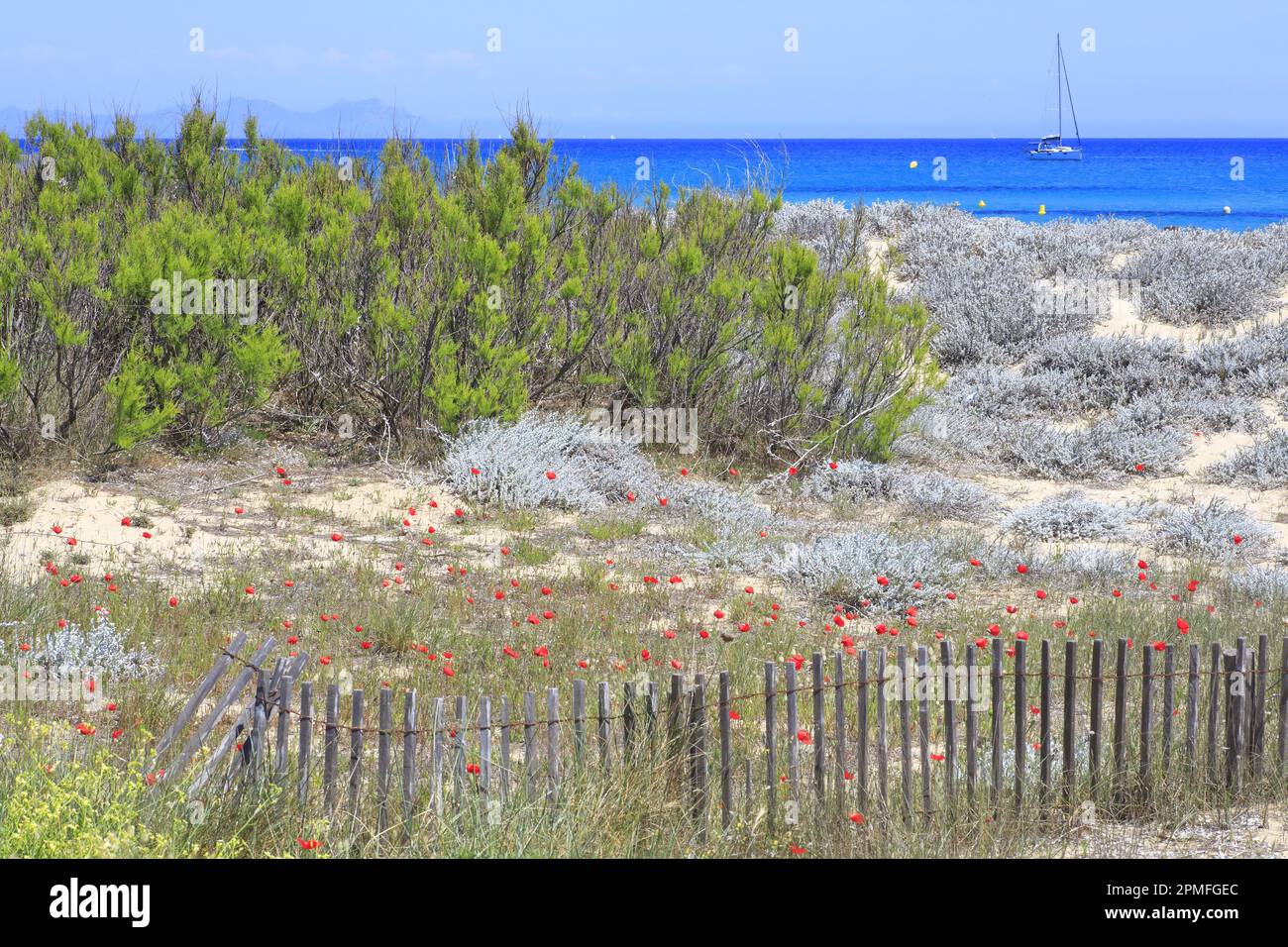 Frankreich, Var, Halbinsel Saint Tropez, Ramatuelle, Blumendüne am Strand von Pampelonne mit einem verankerten Segelboot Stockfoto