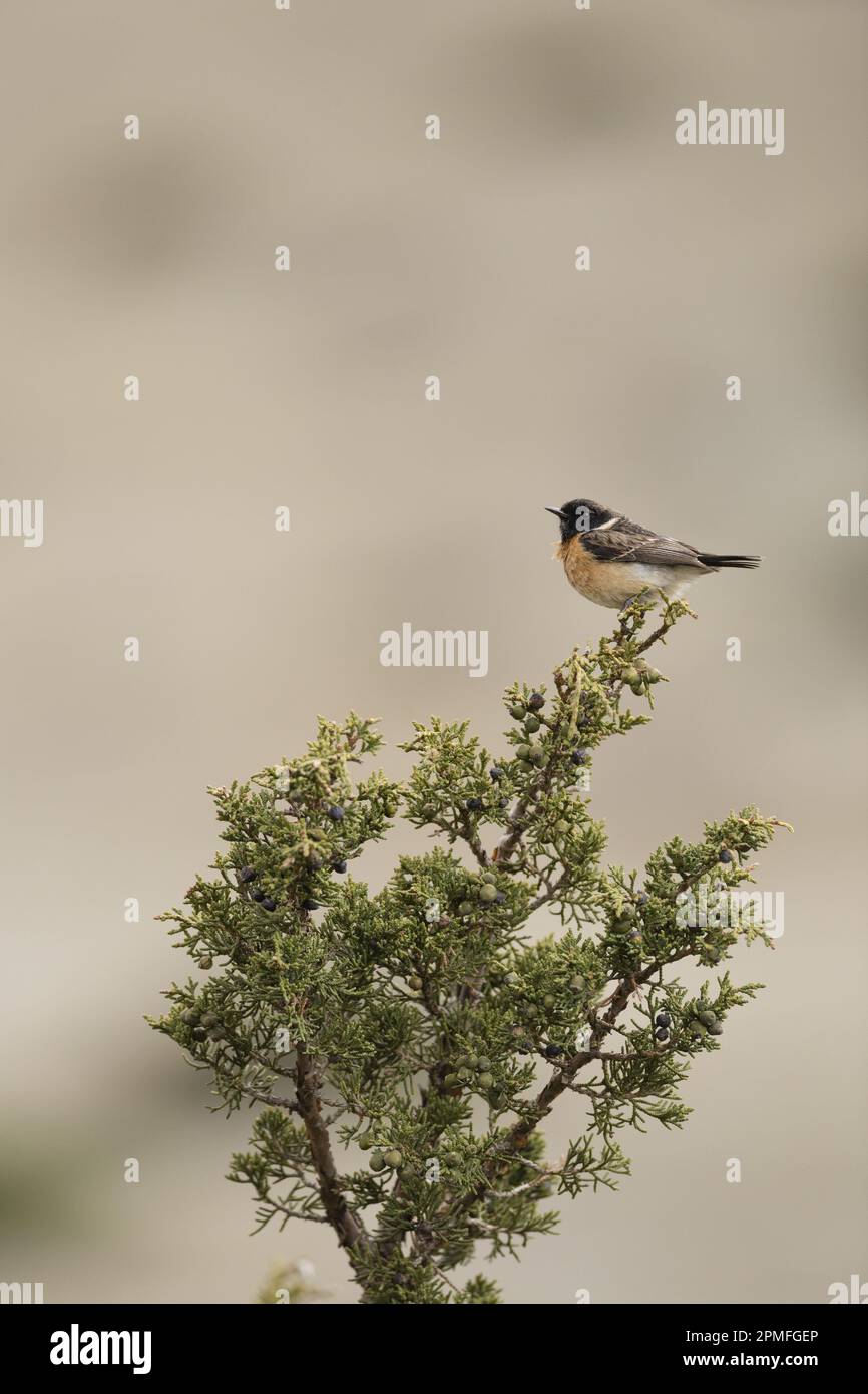 Nepal, Projekt zur Erhaltung der Annapurna-Region, Strecke Annapurna, Sibirisches Stonechat (Sachsen-maurus) bei Ledar Stockfoto