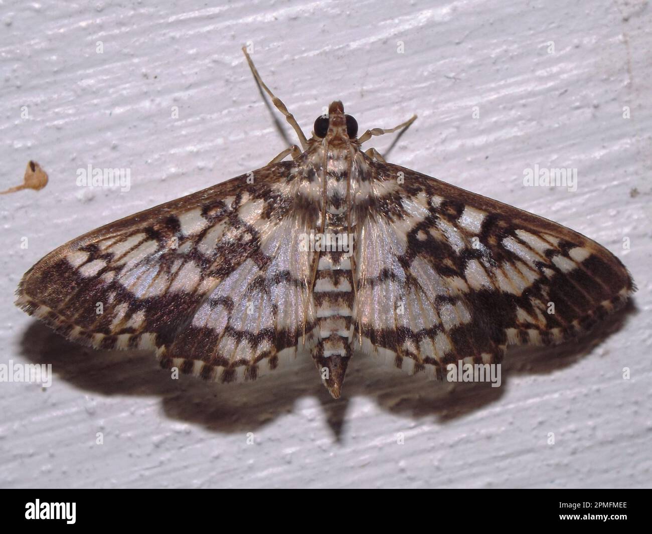 Grasmotten (Familie Crambidae) Pyraustine-Arten, isoliert auf weißem Hintergrund vom Dschungel von Belize, Mittelamerika Stockfoto