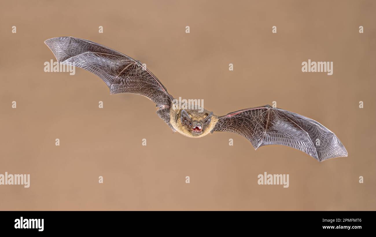 Flying Common Pipistrelle bat (Pipistrellus pipistrellus) ist ein kleiner Pipistrelle-Mikrobat, dessen sehr große Reichweite sich über den größten Teil Europas im Norden erstreckt Stockfoto