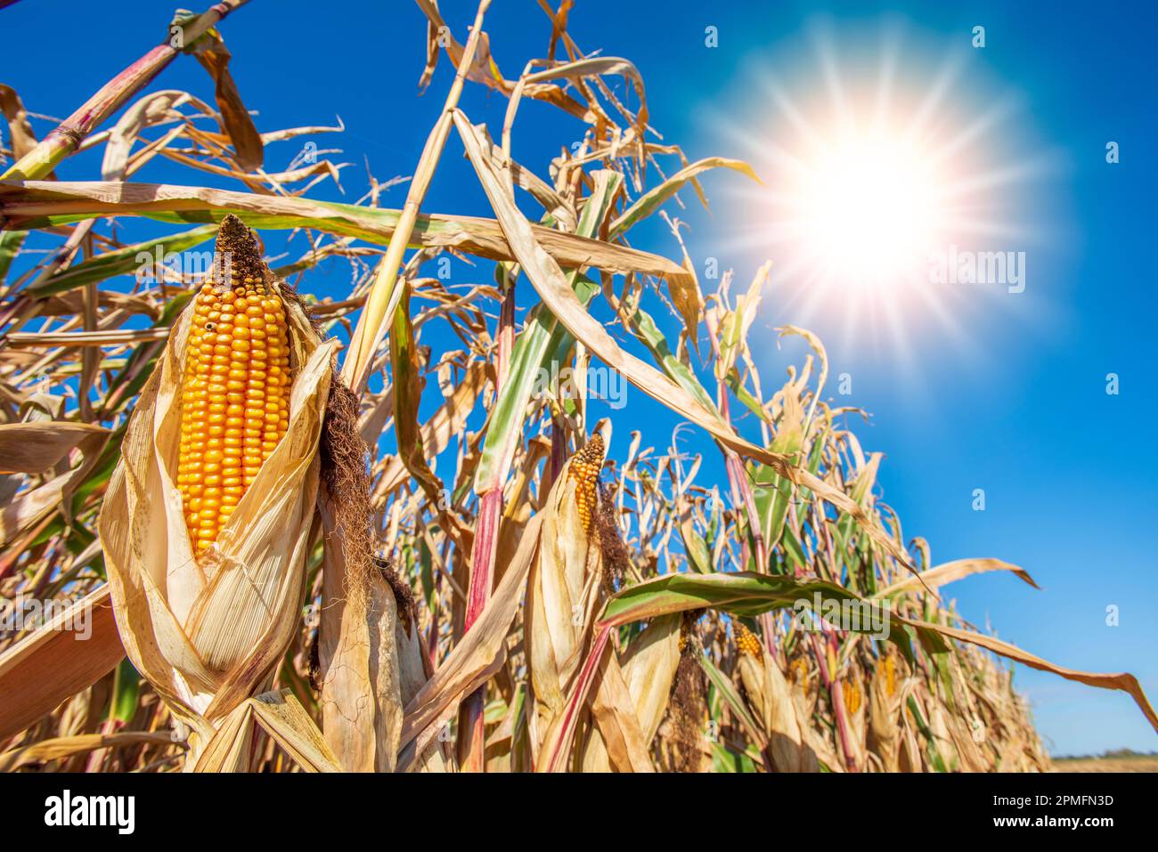 Hohe Temperatur und Wassermangel in der Sommerhitze Stockfoto
