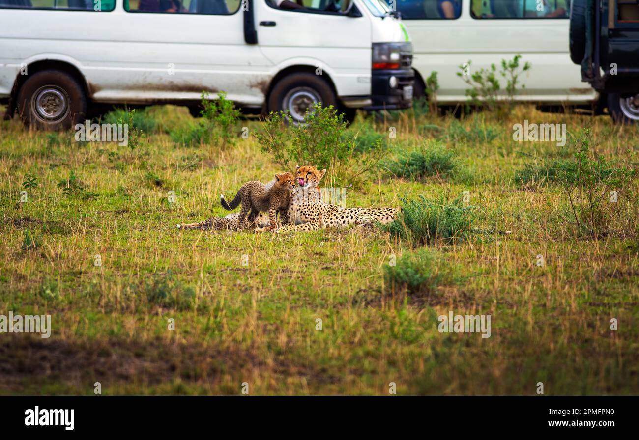 Die Cheetah-Familie ist umgeben von Safariwagen im Maasai Mara National Reserve, Kenia Stockfoto