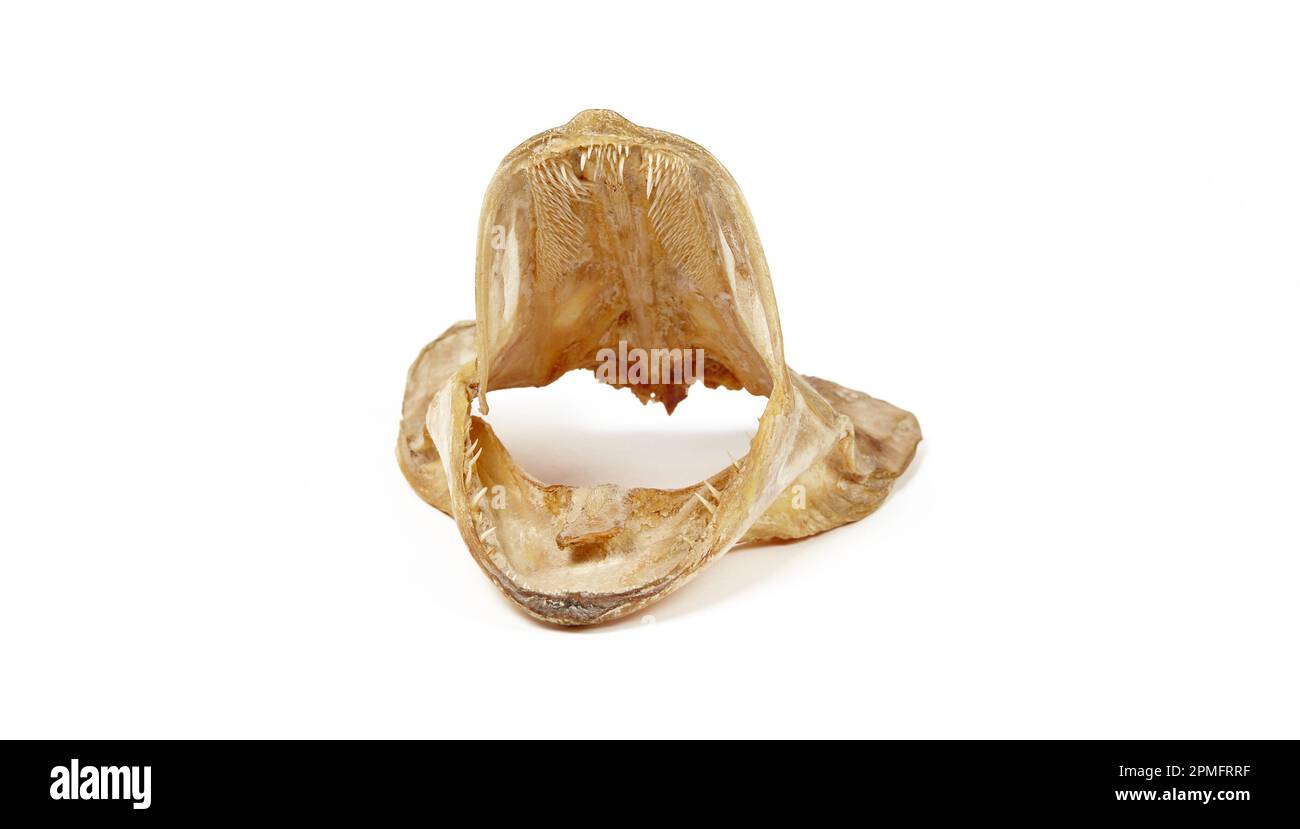 Getrockneter Hechenkopf isoliert auf weißem Hintergrund. Hahnenkopf mit offenem Mund und scharfen Zähnen Stockfoto