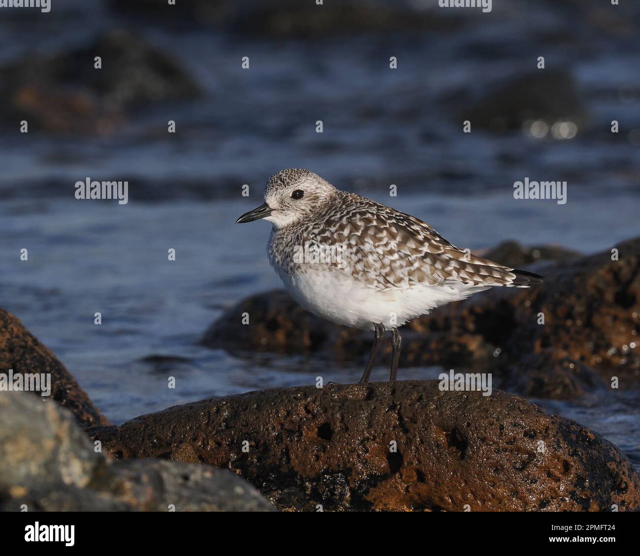 Grauer Taucher in Winterzucht auf typischen Futterplätzen, felsigen Küsten. Stockfoto