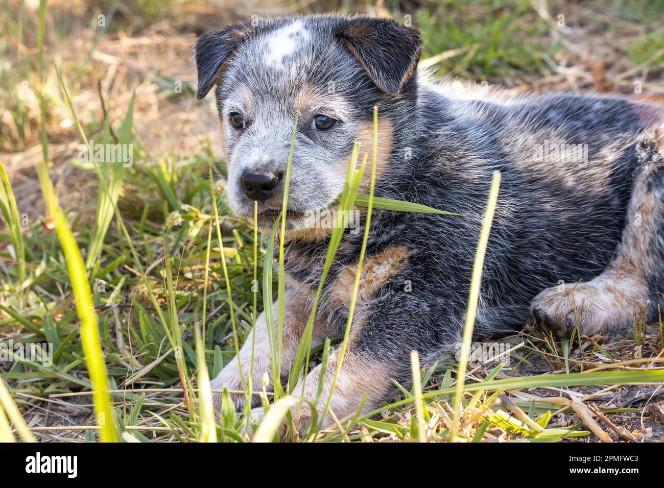 Ein blauer australischer Hund (Blue Heeler) spielt draußen und kaut auf Gras Stockfoto