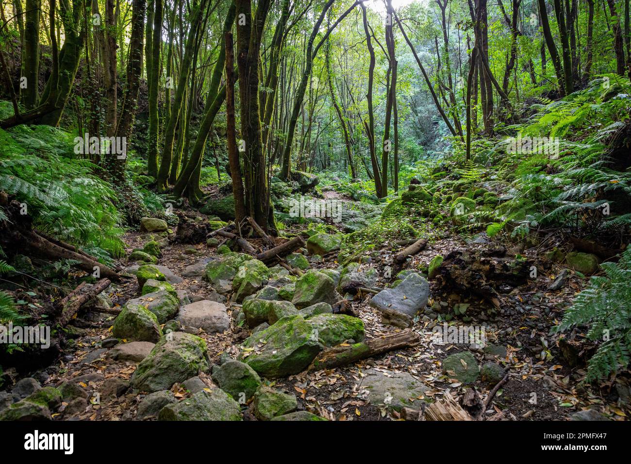 Insel La Palma. Cubo de La Galga Trail. Tropische exotische Landschaft von La Palma. Kanarische Inseln, Spanien. Stockfoto