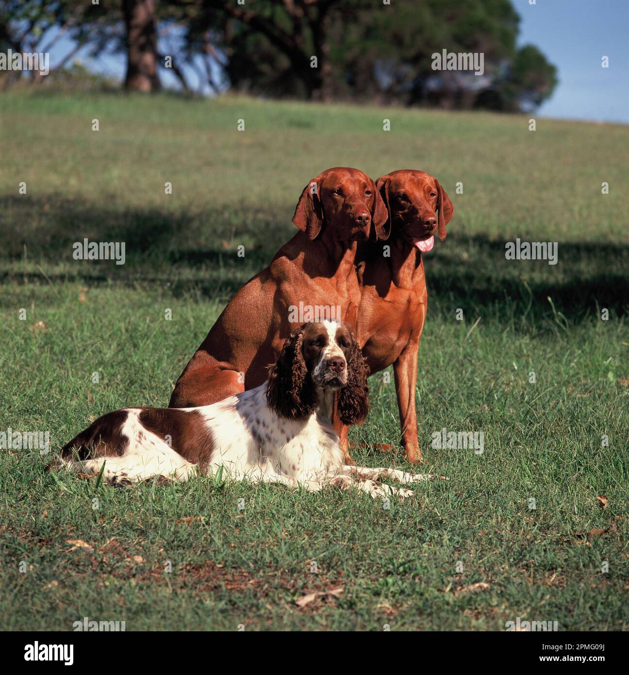 Haustiere. Erwachsene Hunde. Springer Spaniel und ungarischer Vizlas im Freien. Stockfoto