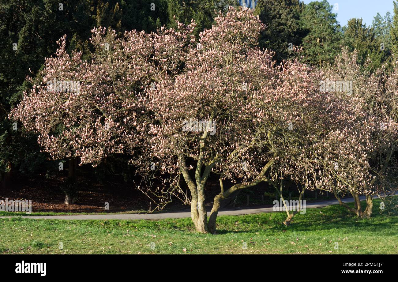Magnolia soulangeana, blühende Untertassen-Magnolie in einem Park im Frühling. Stockfoto