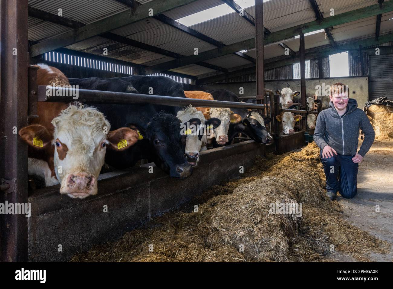 Drinagh, West Cork, Irland. 13. April 2023. Die Rinder werden vom 13-jährigen Danny Wilson auf der Farm seines Vaters George Wilson in Drinagh, West Cork, gefüttert. Kredit: AG News/Alamy Live News Stockfoto