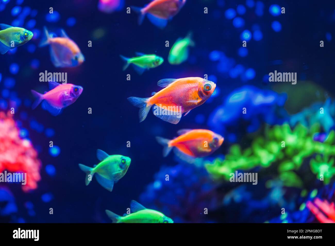 Eine Schar wunderschöner, neonleuchtender Fische in einem dunklen Aquarium mit Neonlicht. Glofish tetra. Unscharfer Hintergrund. Selektiver Fokus. Unterwasserleben Stockfoto