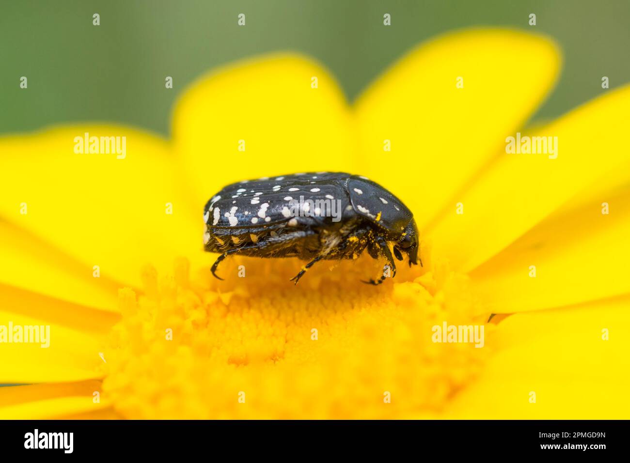 Rosenscheuerschutz, Oxythyrea Noemi, auf gelber Mais-Ringelblume Stockfoto