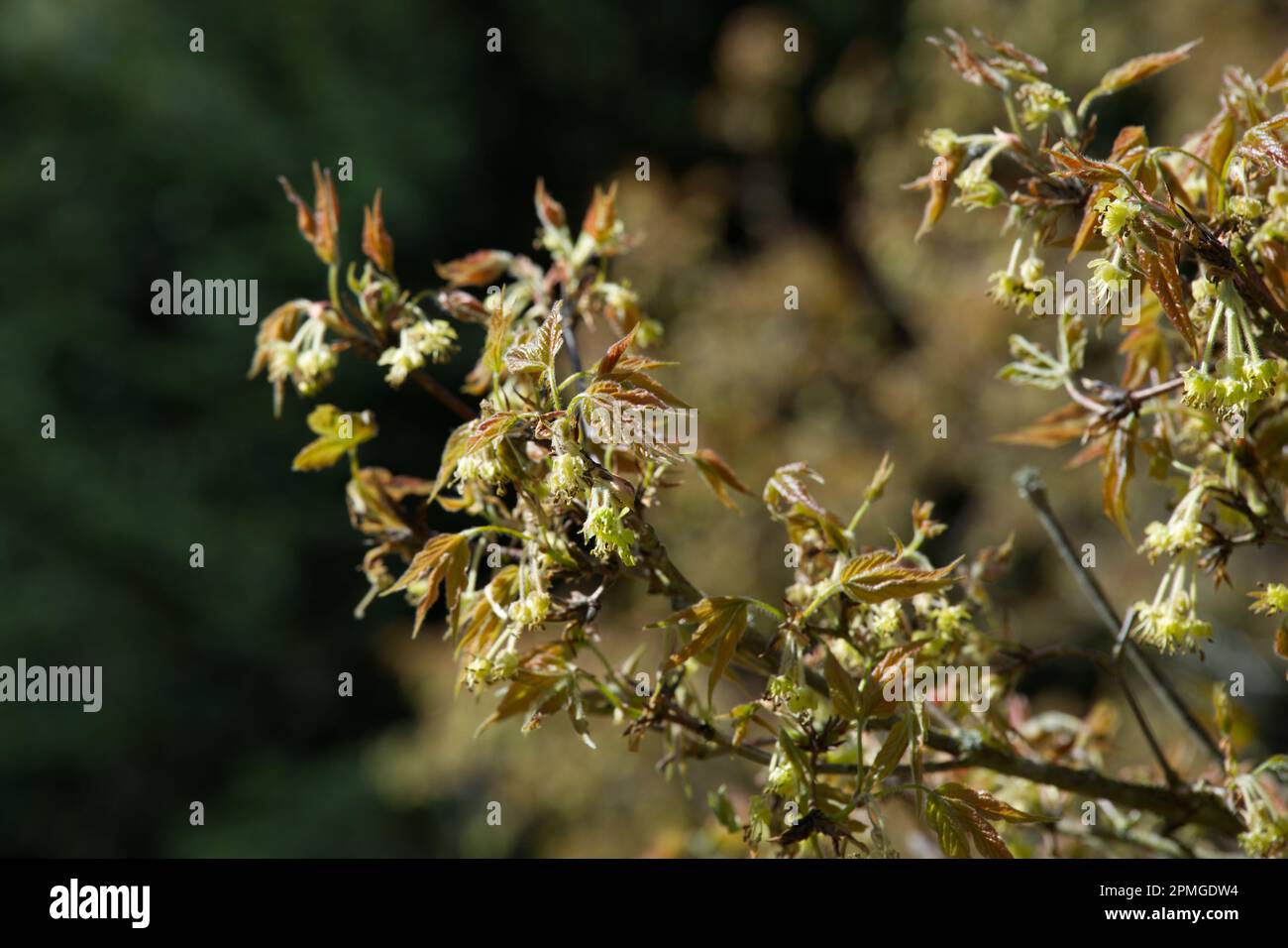 Frisches neues Frühlingslaub und Blumen von Acer Triflorum, dreiblütigem Ahorn im britischen Garten April Stockfoto