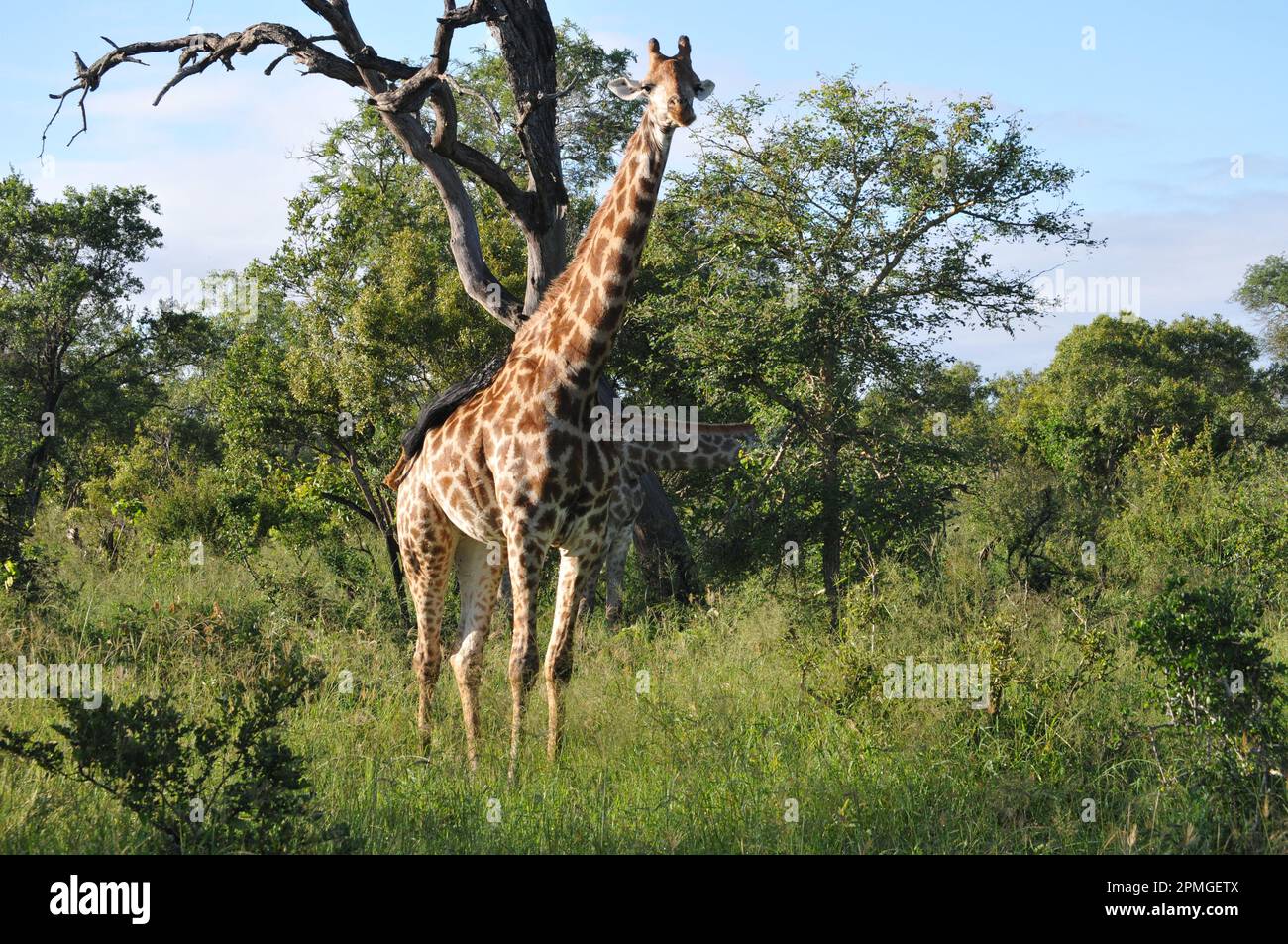 Giraffenfamilie Thornybush Reserve Südafrika Stockfoto