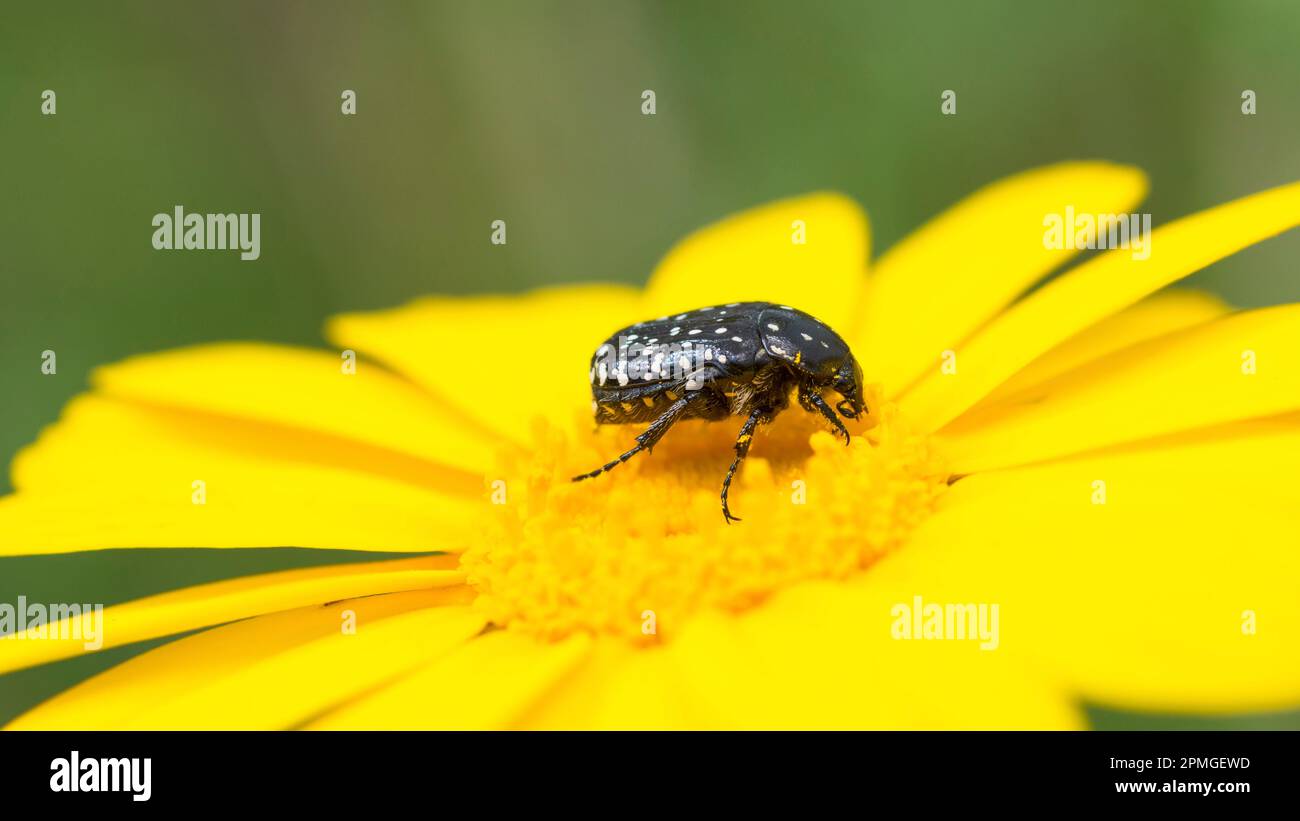 Rosenscheuerschutz, Oxythyrea Noemi, auf gelber Mais-Ringelblume Stockfoto