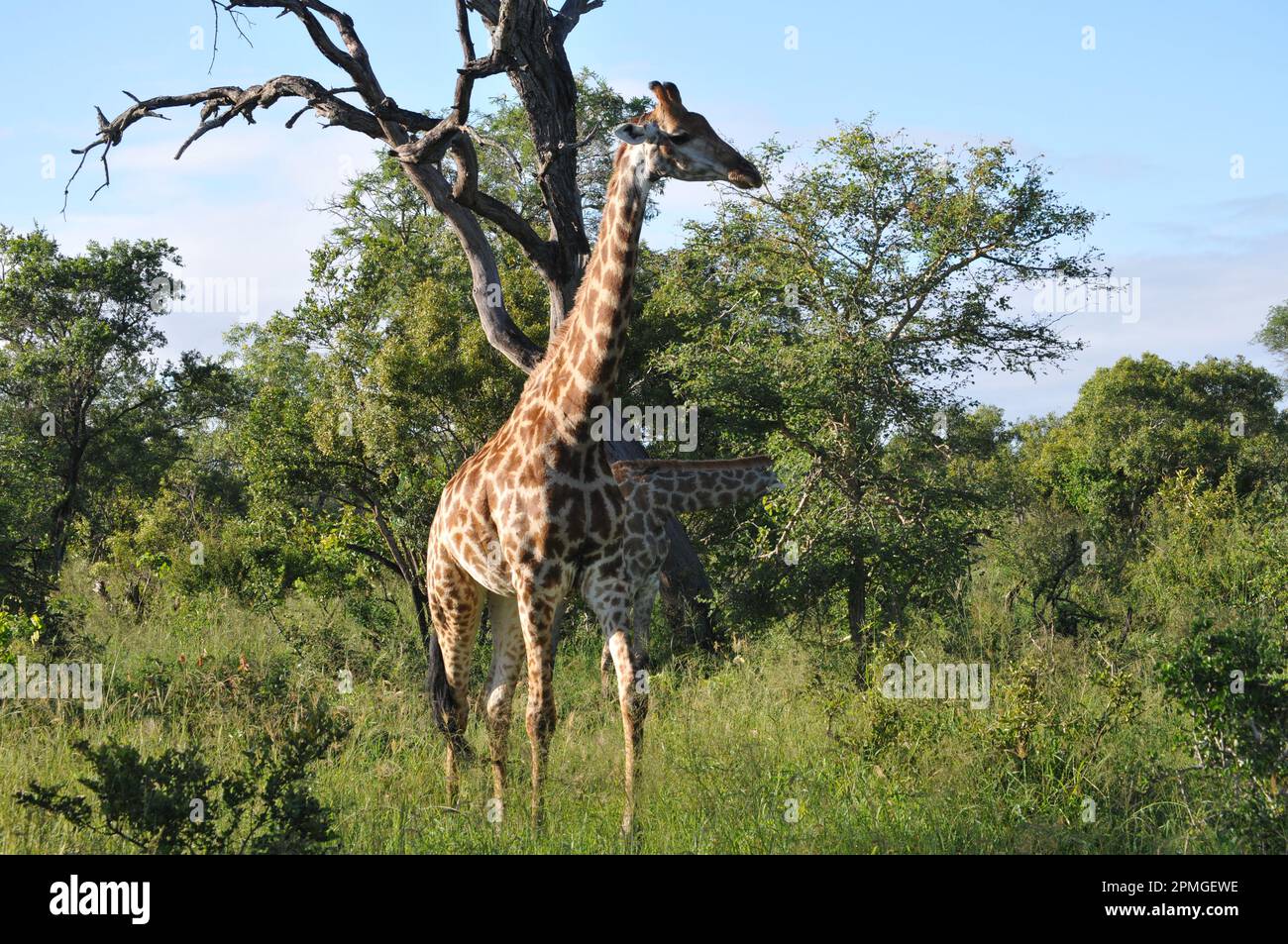 Giraffenfamilie Thornybush Reserve Südafrika Stockfoto