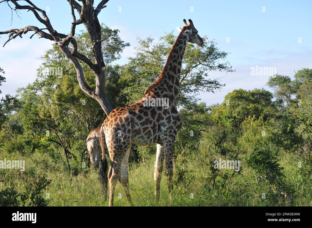 Giraffenfamilie Thornybush Reserve Südafrika Stockfoto