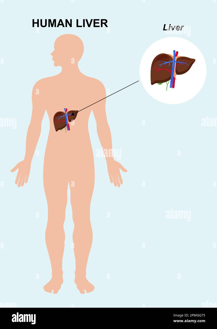 Die Anatomie der menschlichen Leberorgane. Darstellung der menschlichen inneren Leber Stock Vektor