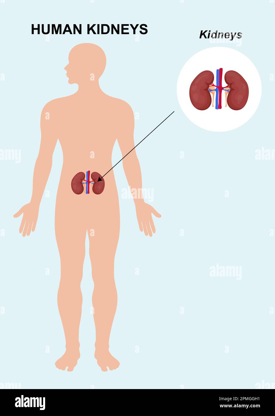 Die Anatomie der menschlichen Nierenorgane. Vektordarstellung der menschlichen Nierenanatomie Stock Vektor