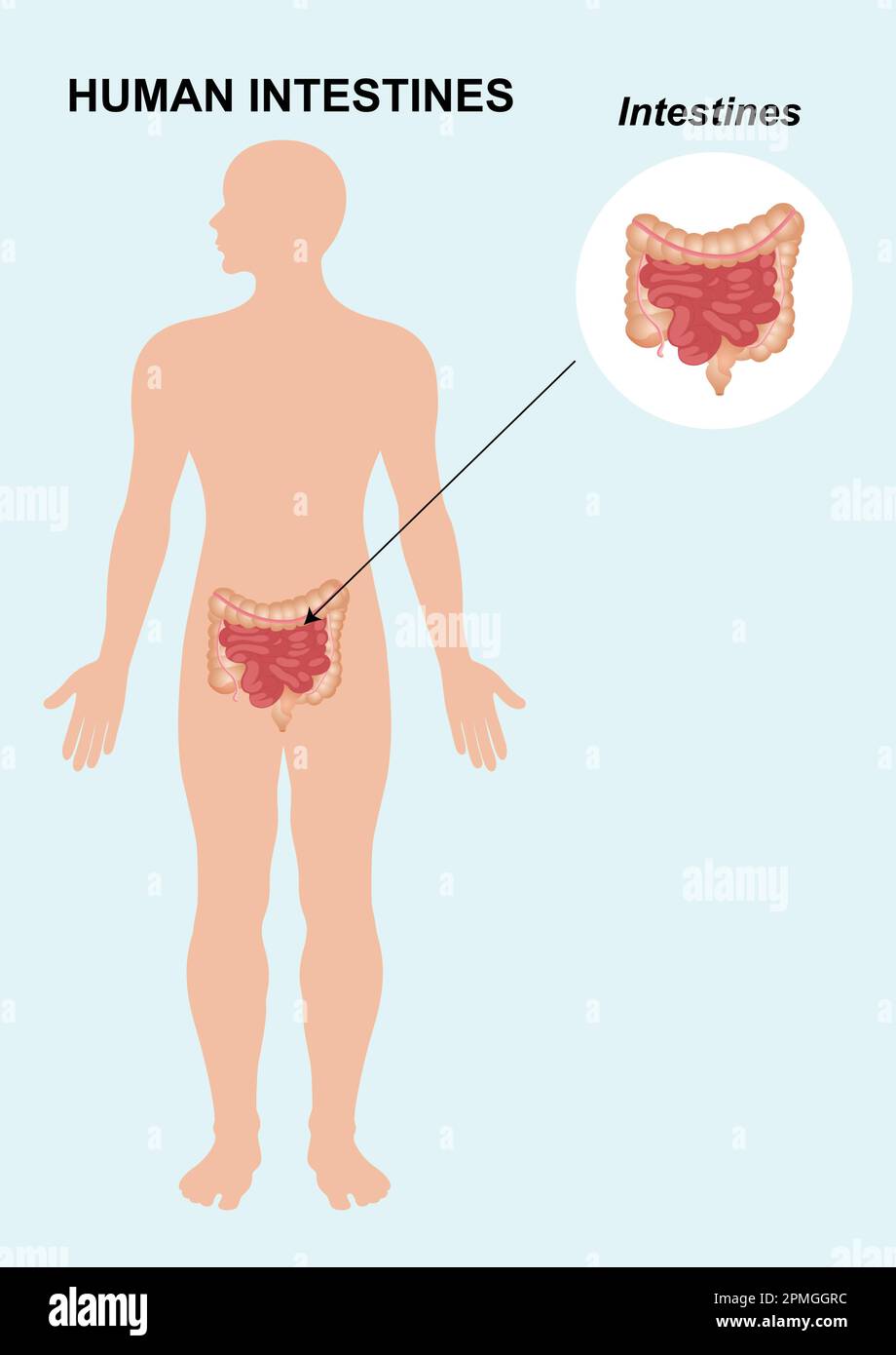 Anatomie des menschlichen Darmes. Das menschliche innere Organ. Vektordarstellung der Organanatomie des menschlichen Darmes auf weißem Hintergrund isoliert. Stock Vektor