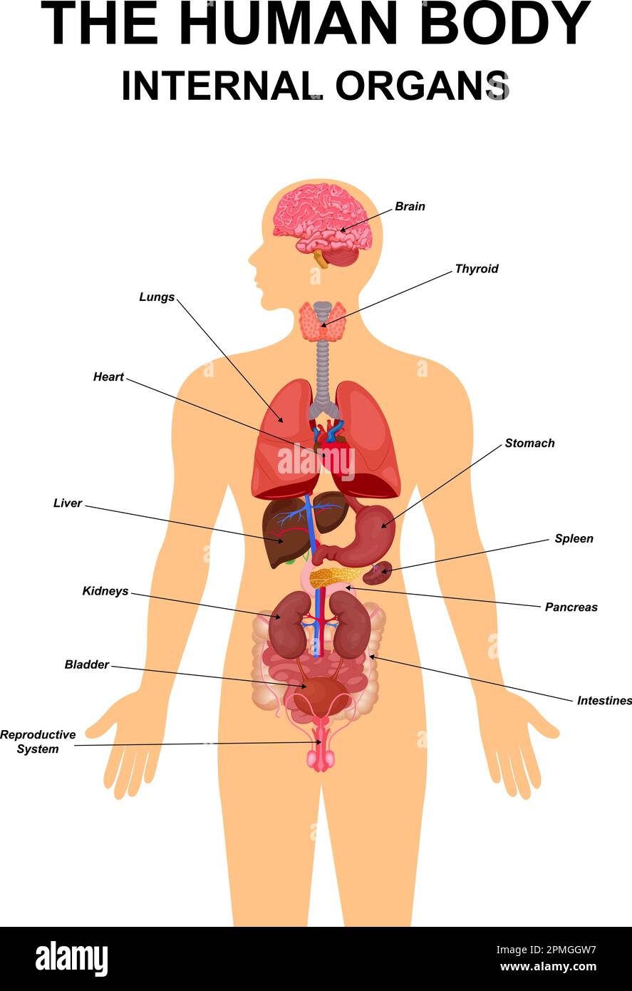 Innere Organe des menschlichen Körpers flache Infografik Posterschema mit Symbolen Bilder Ortsname und Definitionen Vektordarstellung. Herz, Gehirn, Leber Stock Vektor