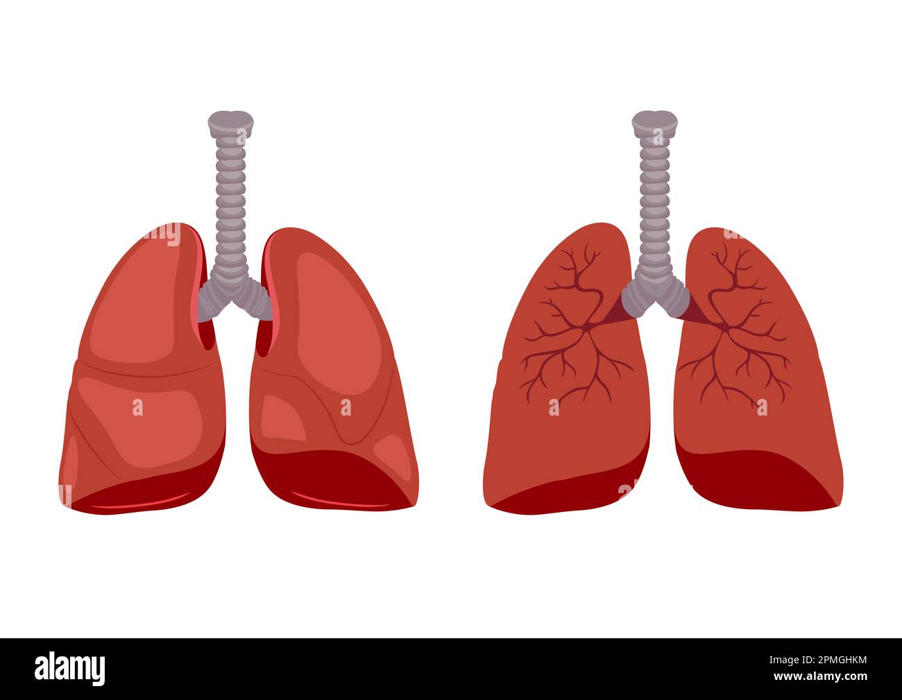 Medizinische Biologie des Lungendiagramms. Vektordarstellung isoliert auf weißem Hintergrund Stock Vektor