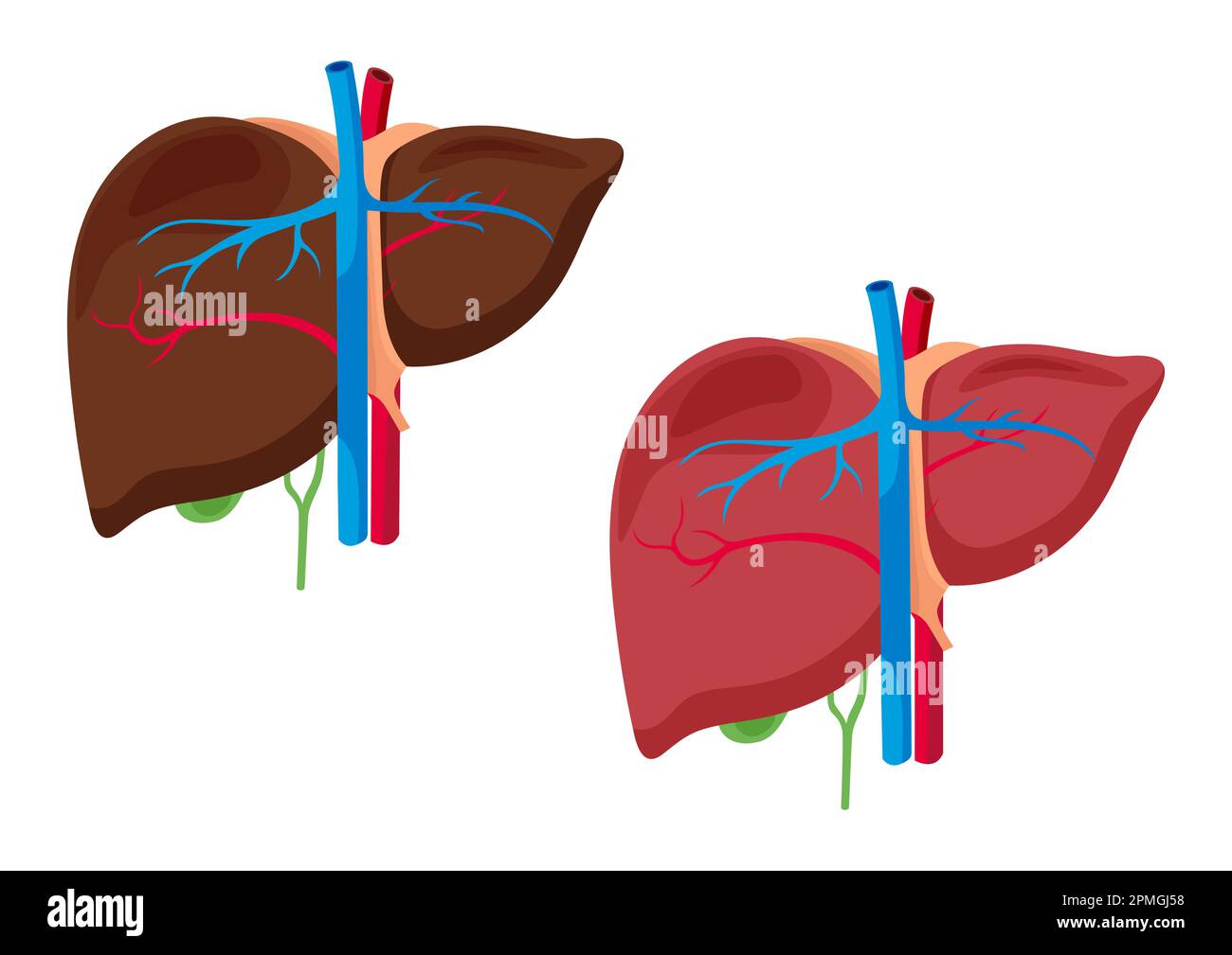 Die anatomische Struktur der Leber. Leberorgan auf weißer Hintergrundvektordarstellung isoliert Stock Vektor Die anatomische Struktur der Leber. Leberorgan auf weißer Hintergrundvektordarstellung isoliert Stock Vektor