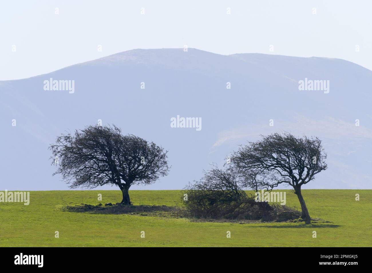 Exponierte Bäume - einer davon wurde vom Wind umgeweht - in einer typischen Lake District Landschaft Northern Lake District in der Nähe von Bassenthwaite, Cumbria, Großbritannien Stockfoto
