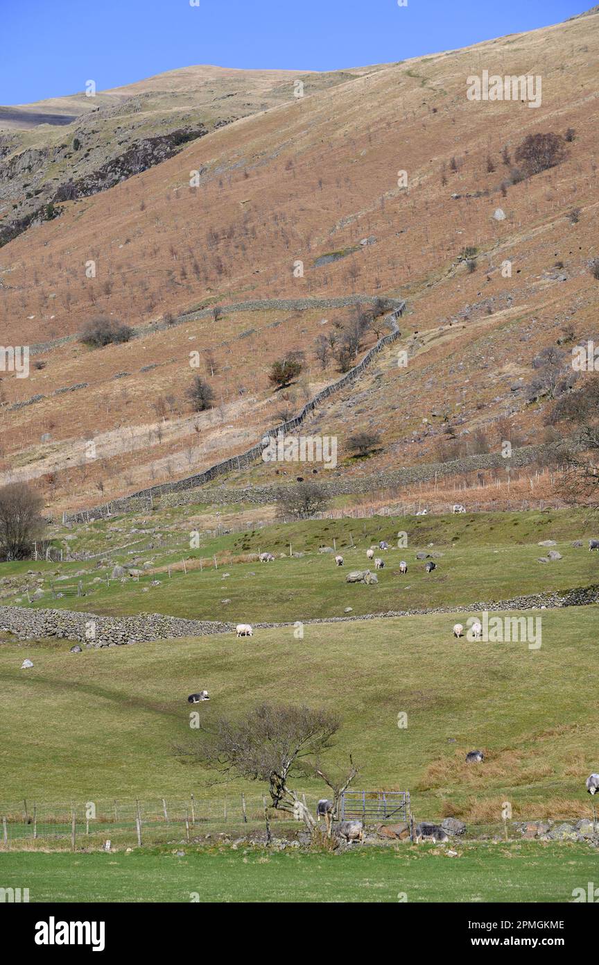 Typische Landschaft des Lake District Northern Lake District in der Nähe von Bassenthwaite, Cumbria, Großbritannien Stockfoto