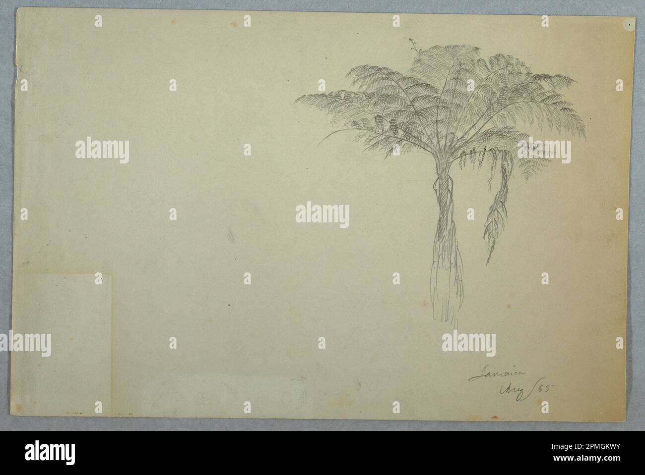 Zeichnung, Fern Tree Study, Jamaika; Frederic Edwin Church (amerikanisch, 1826–1900); Jamaika; Graphit auf grauem Papier; Blatt: 27,4 x 41,3 cm (10 13/16 x 16 1/4 Zoll) Stockfoto