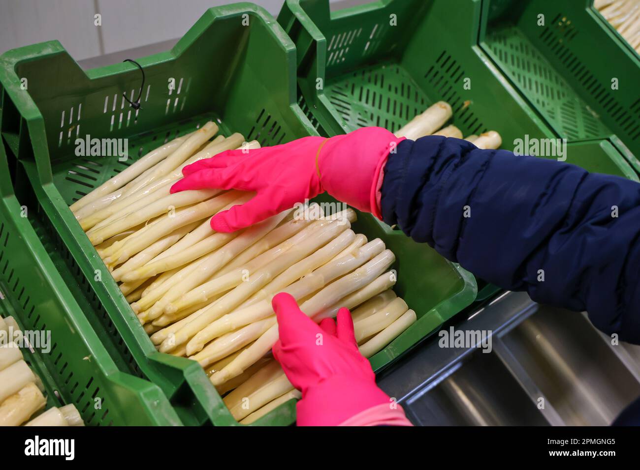 Wesel, Nordrhein-Westfalen, Deutschland – Erntearbeiter waschen und sortieren den Spargel hier bei einer Presseveranstaltung zur Eröffnung der Spargelsaison. Stockfoto