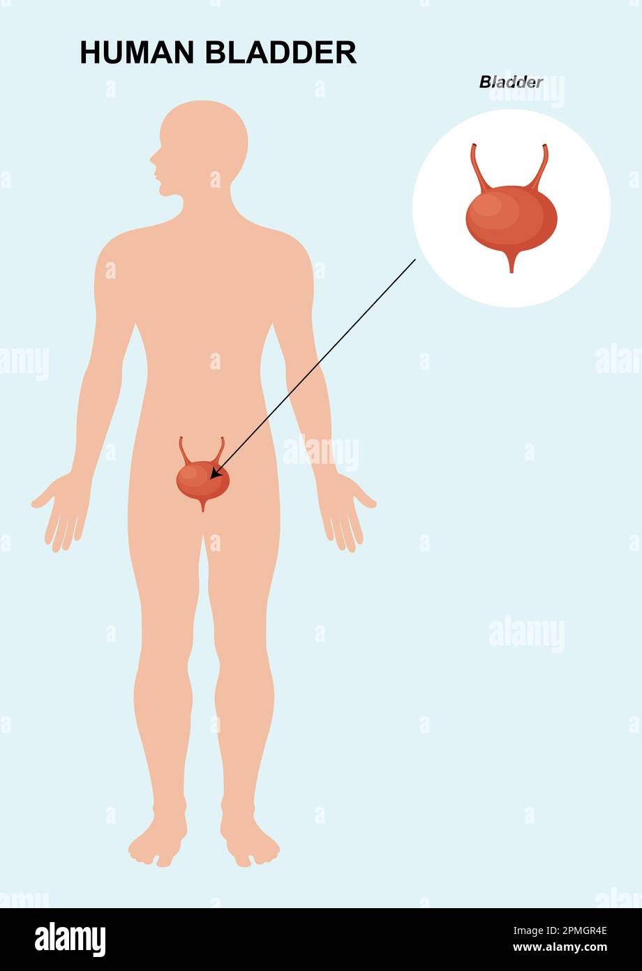 Die Organanatomie der Harnblase. Menschliche Organanatomie. Darstellung des Blasenvektors Stock Vektor