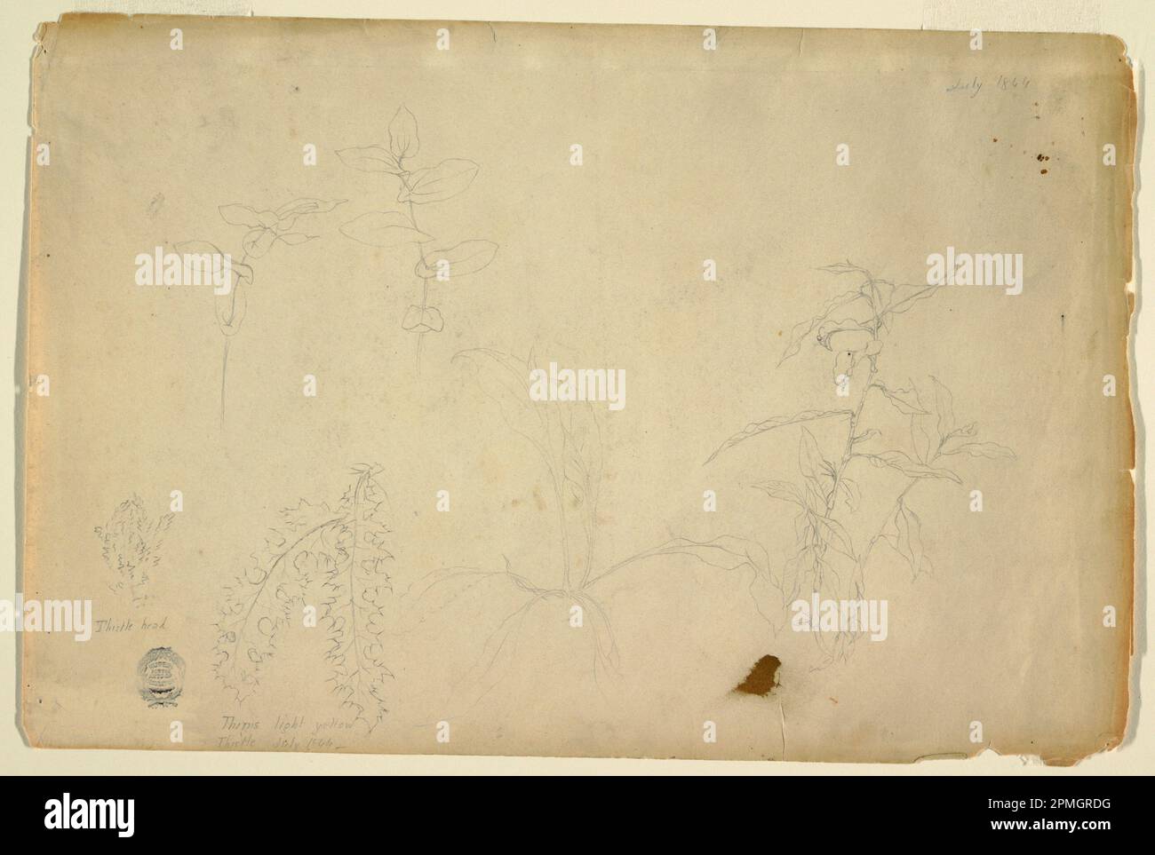 Zeichnen, Dornen und Disteln; Frederic Edwin Church (amerikanisch, 1826–1900); USA; Graphit auf weißem Papier; 25,8 x 38,8 cm (10 3/16 x 15 1/4 Zoll) Stockfoto