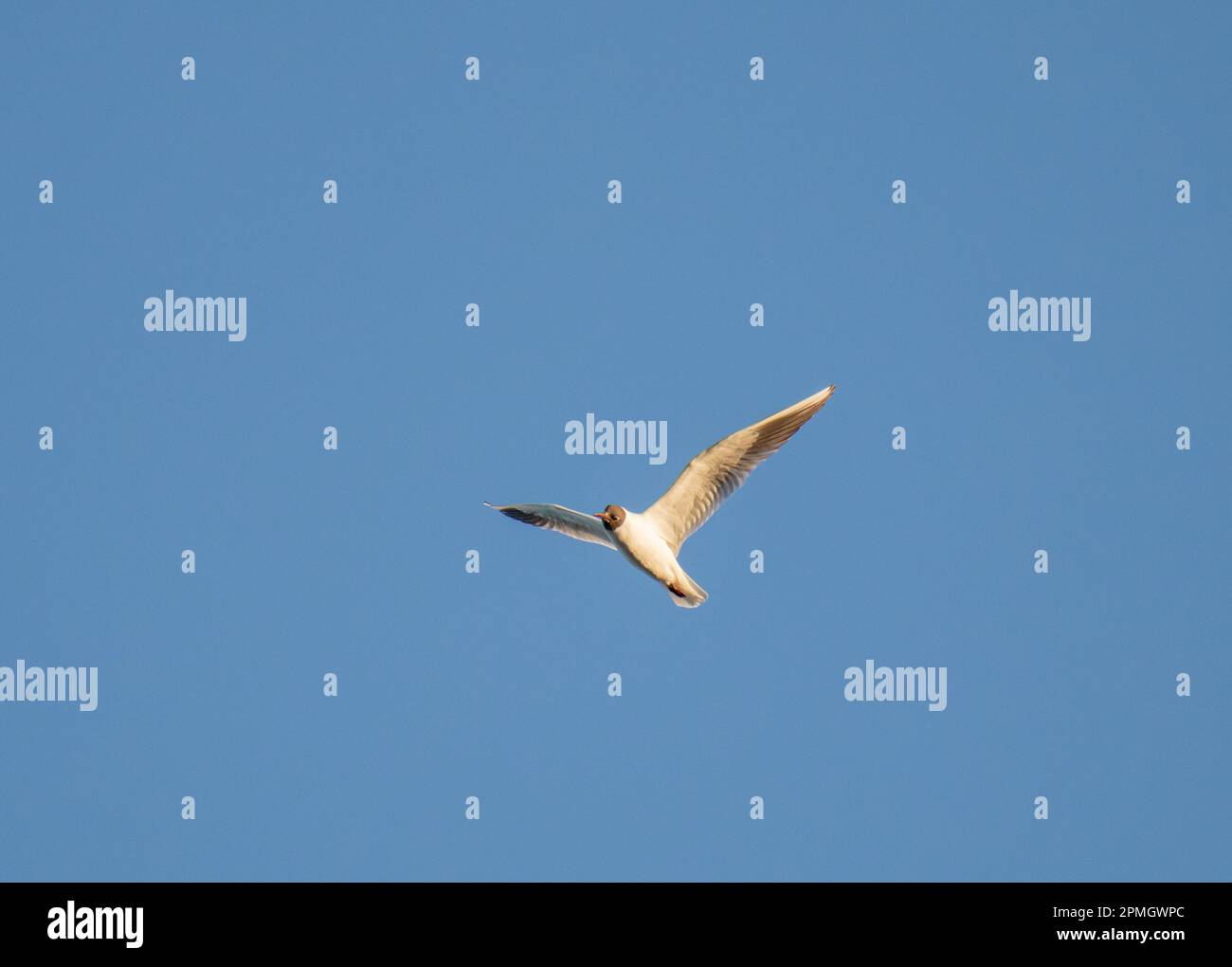 Schwarzkopfmöwe, Vögel, die in Blue Sky aufsteigen. Stockfoto