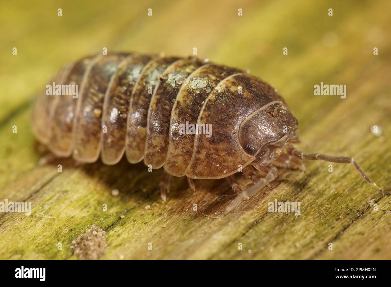 Natürliche Nahaufnahme einer gewöhnlichen Pille, Armadillidium vulgare, die auf einem Stück Holz sitzt Stockfoto