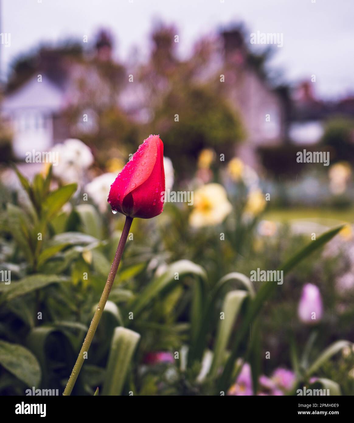 Rote Frühlingsregenblume Stockfoto