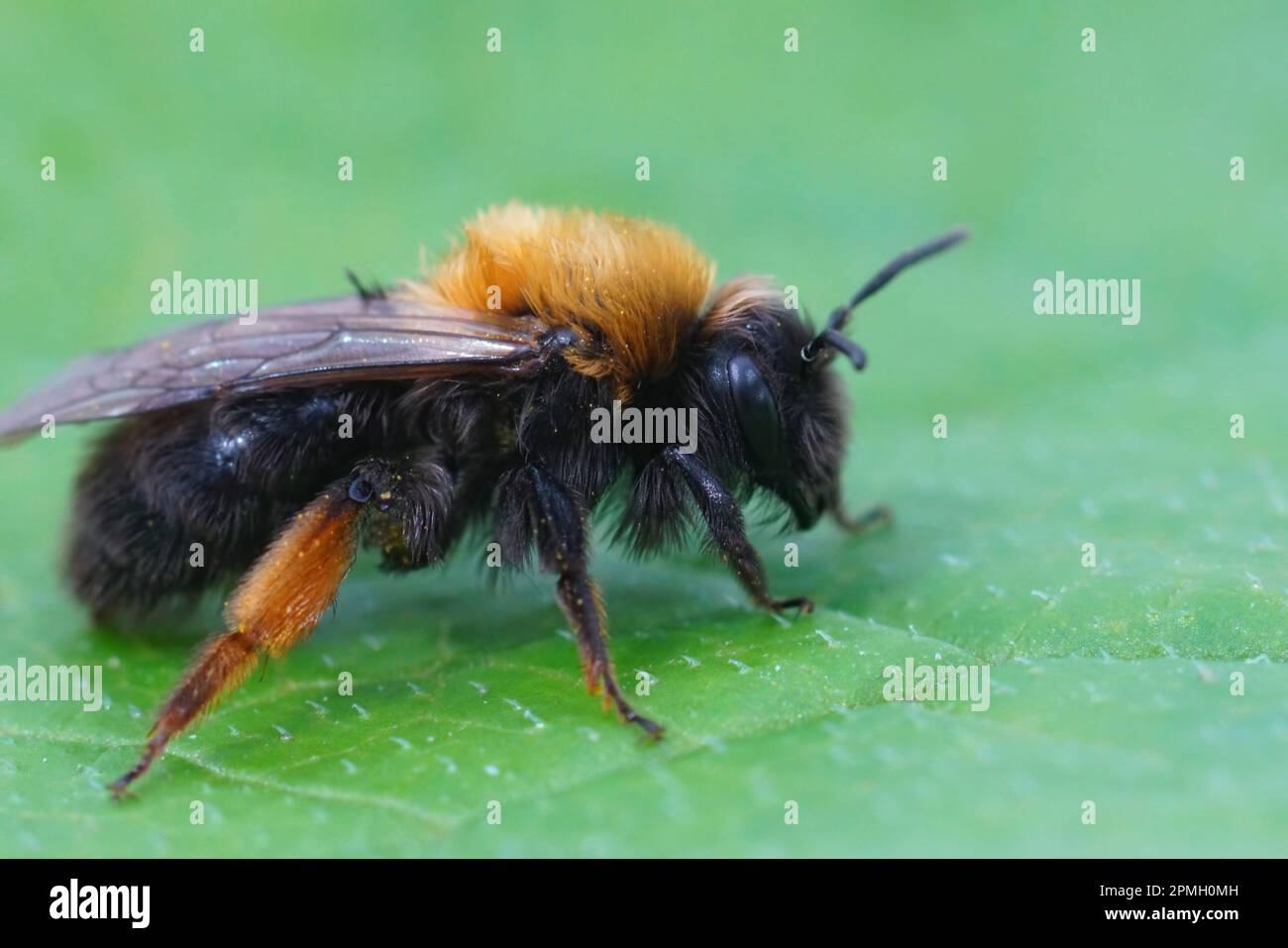 Detaillierte Nahaufnahme einer weiblichen Clarkes Bergbaubiene, Andrena Clarkella Stockfoto