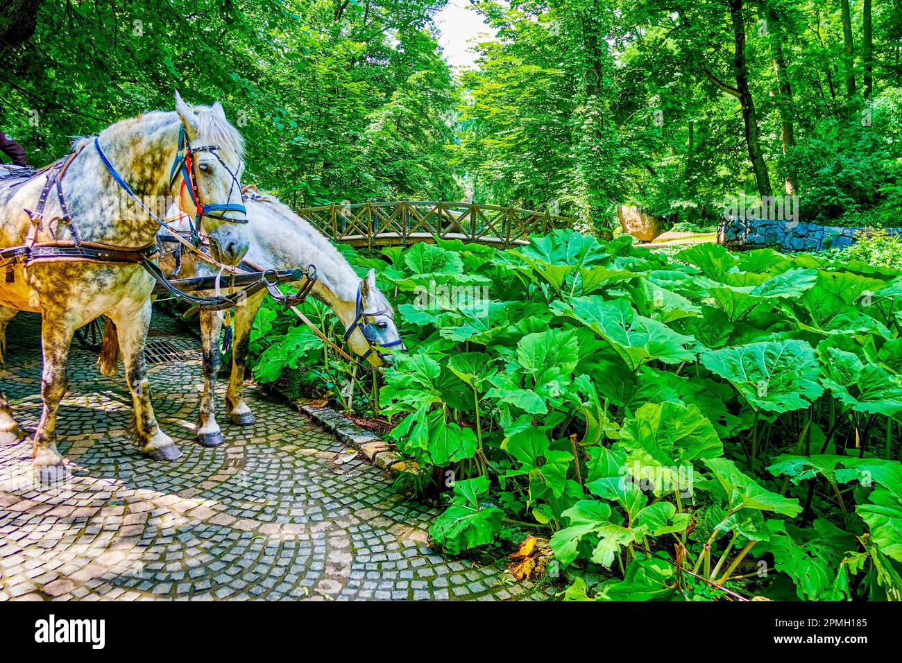 Pferde auf großen Blättern von Gunnera manicata im Sofiyivka Park, Uman, Ukraine Stockfoto