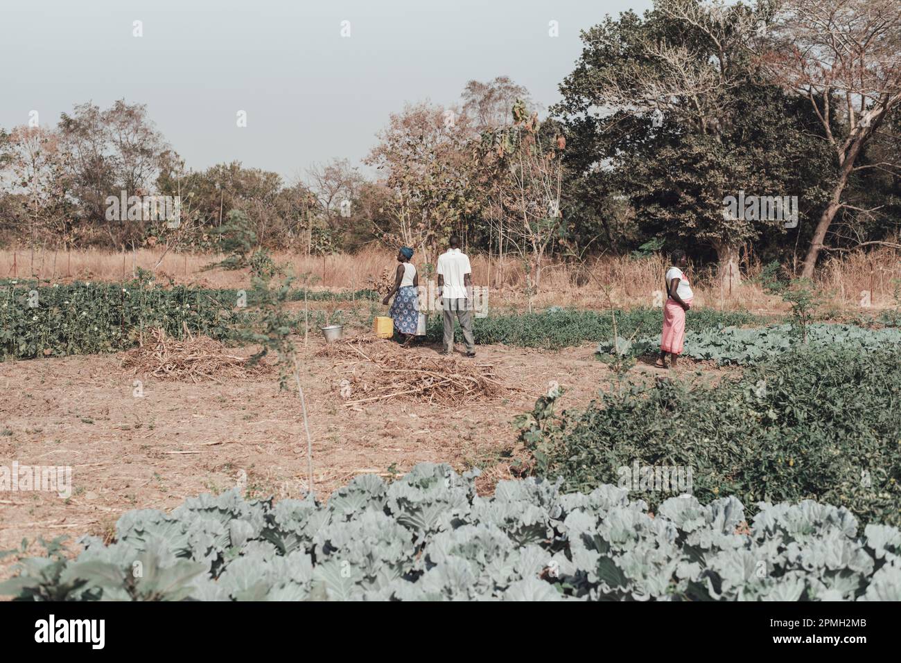 Ouagadougou, Burkina Faso, Afrika. Szenen des Arbeitslebens in den Vororten der Hauptstadt, wo die Wirtschaft im Wesentlichen auf der Landwirtschaft basiert Stockfoto