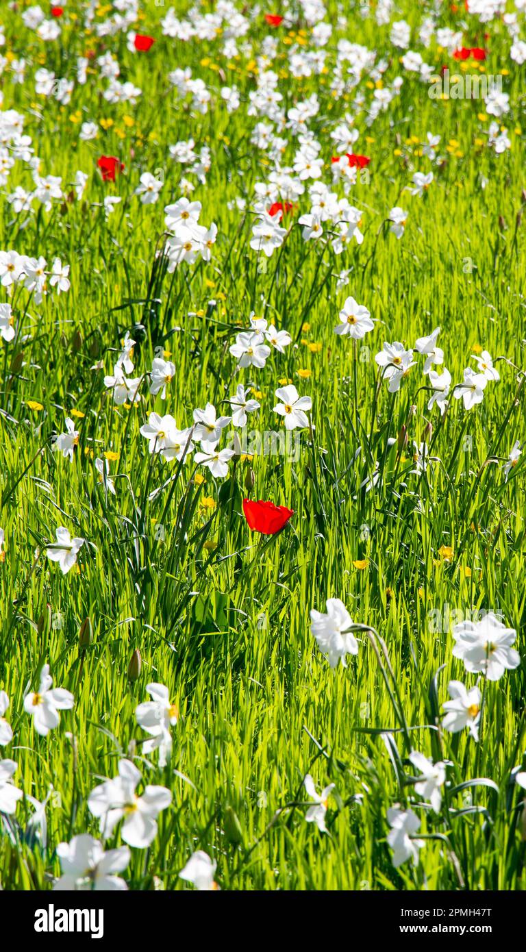 Blumengarten Cambridge Stockfoto