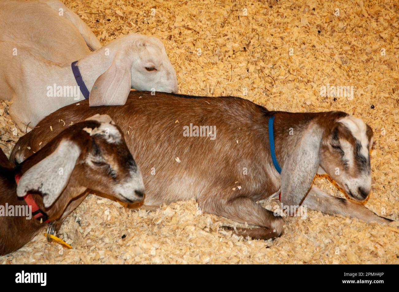 Die New England Fairs in den verschiedenen Bundesstaaten zeigen ihre Ernte und die Pflege der Nutztiere. Stockfoto