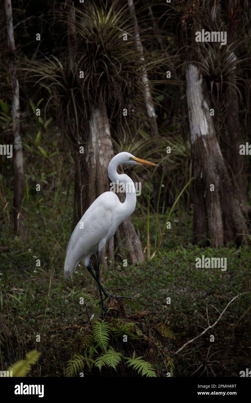 Weiße Egret-Apostel leuchten vor dem schattigen Hintergrund des Big Cypress Swamp. Selbst etwas so schönes kann einer Fliege am Hals nicht entkommen. Stockfoto