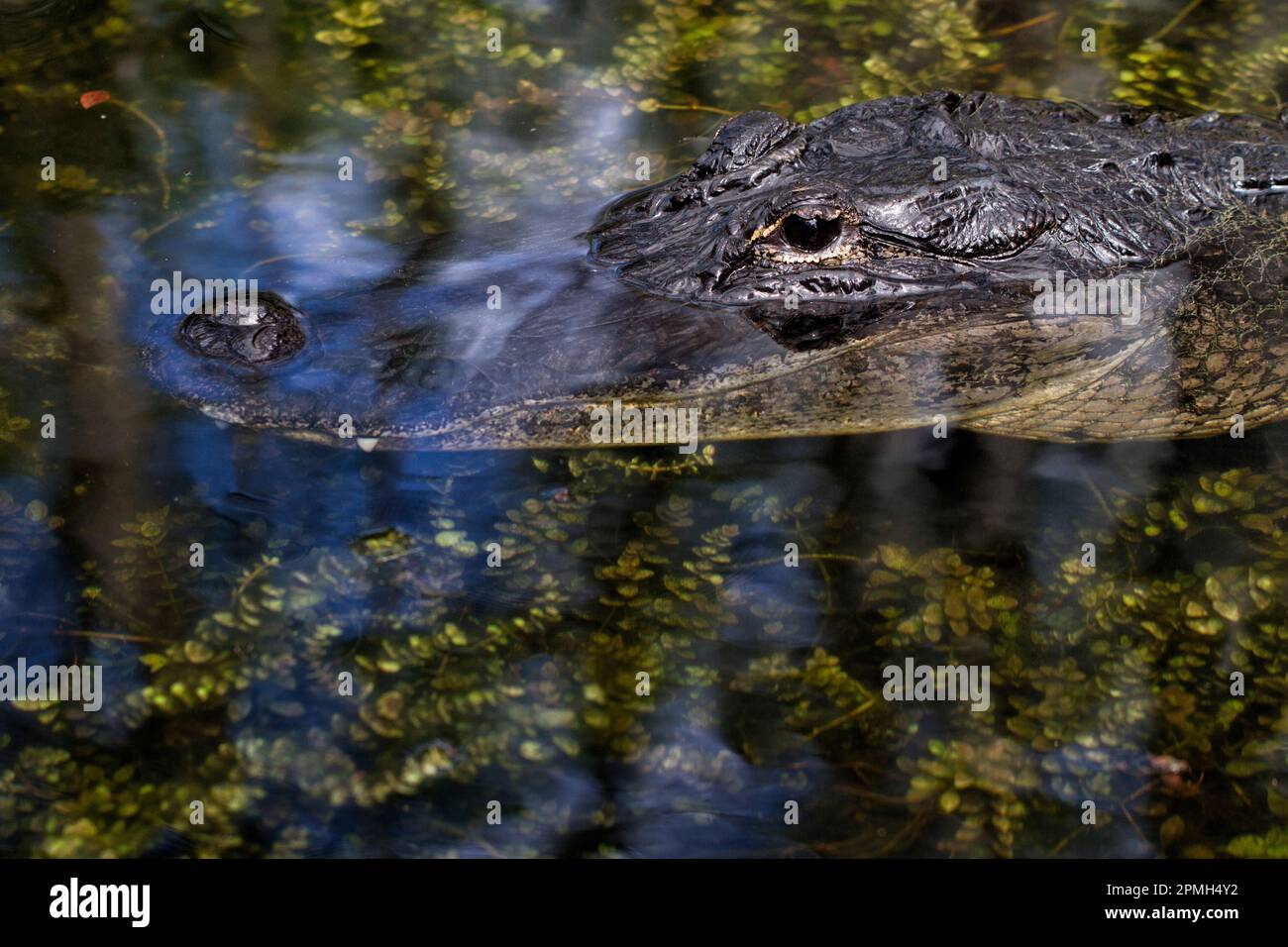 Nahaufnahme des Krokodilgesichts mit seiner Nase in reflektierten Wolken, die über grünen Wasserpflanzen gleiten Stockfoto