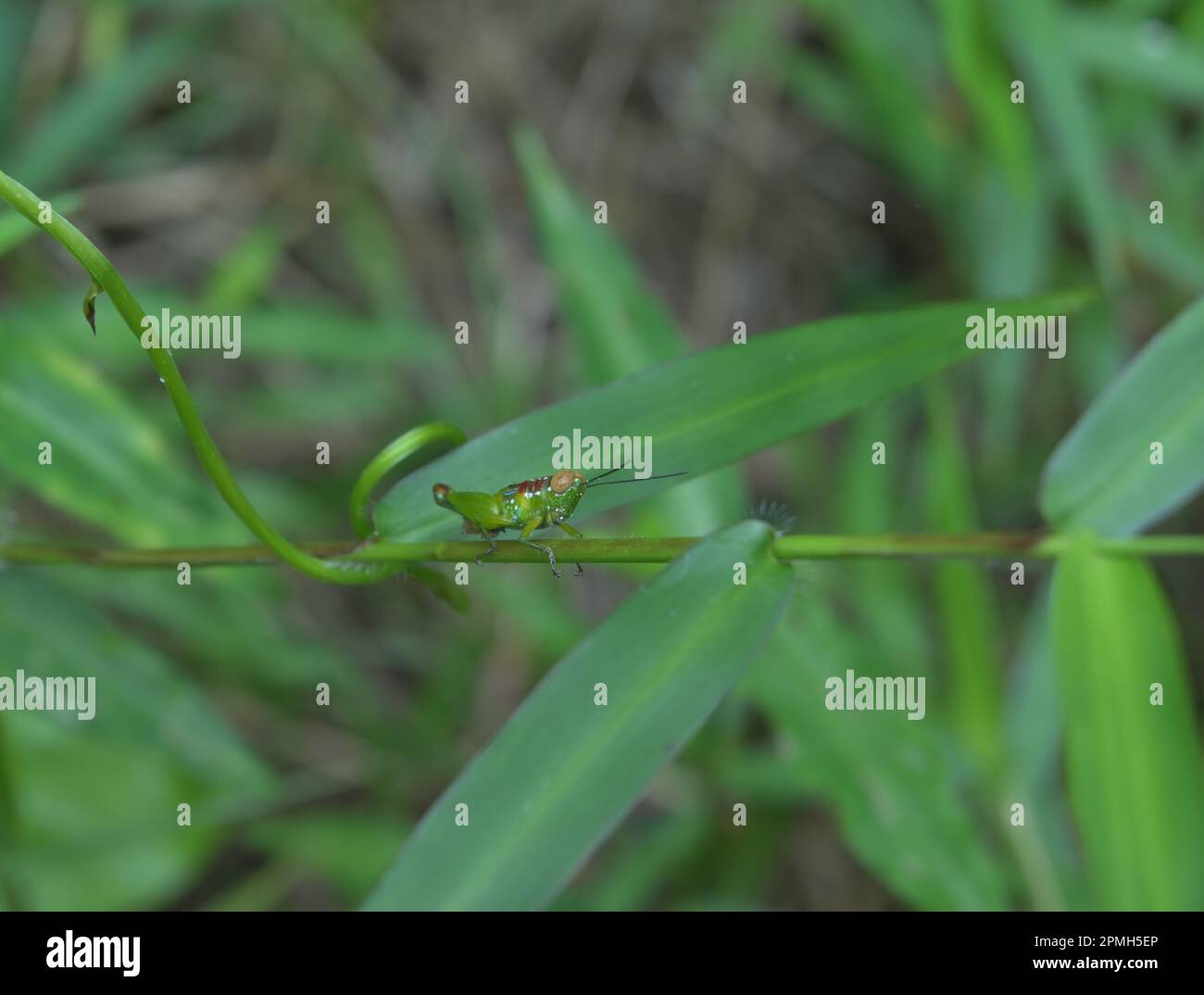 Ein bunter grüner Grashüpfer sitzt in freier Wildbahn auf einem Grashalm Stockfoto