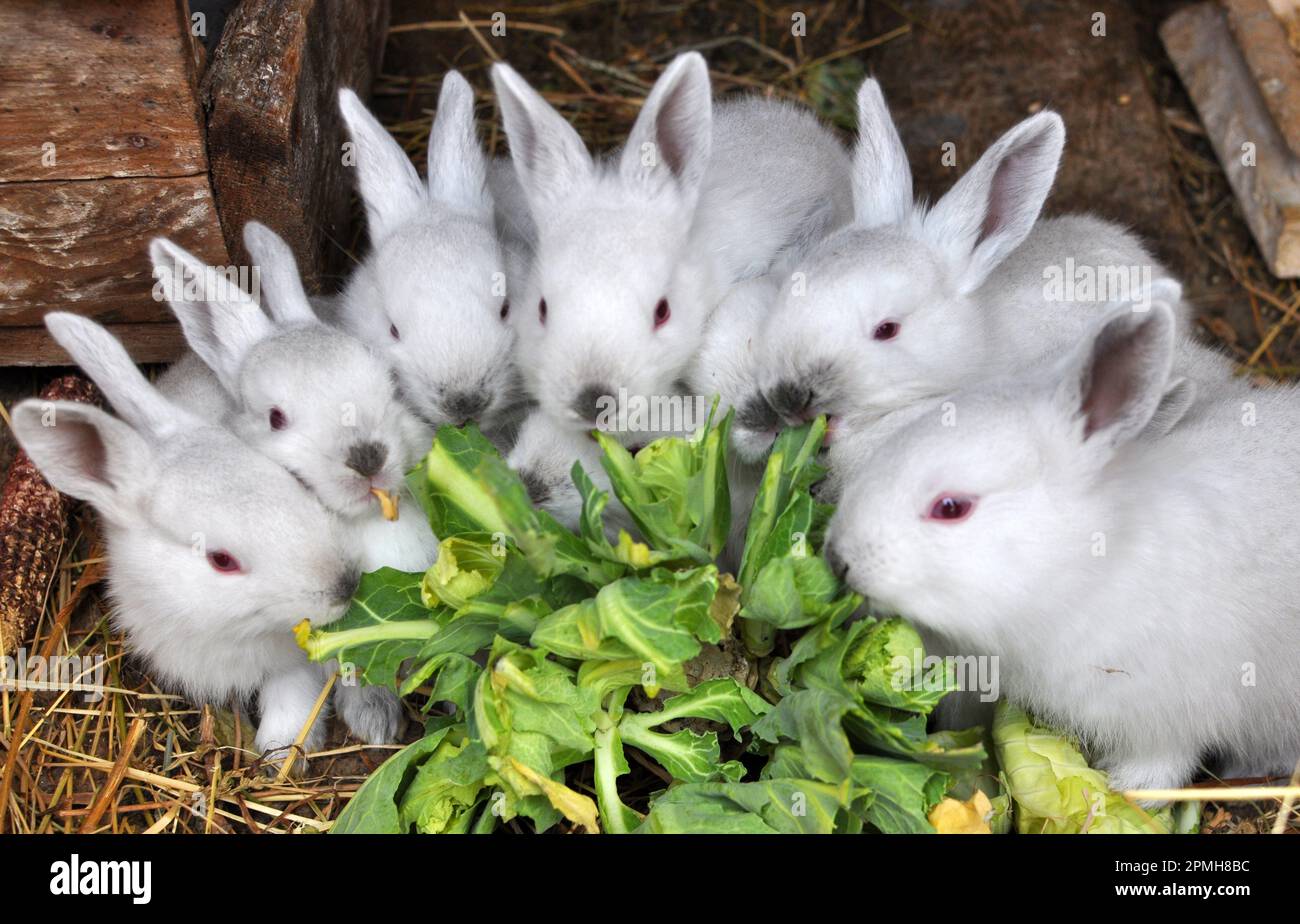 Ein junges Kaninchen der kalifornischen Rasse Stockfoto