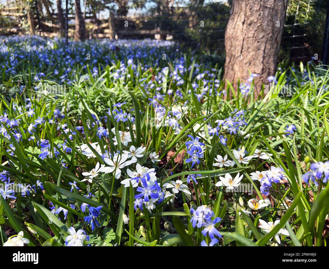 Wildblumen im Frühling in einem Waldgarten an der Niagara Parks School of Horticulture, Niagara Falls, Ontario. Stockfoto