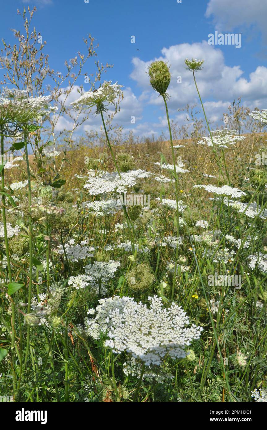 Im Sommer wachsen wilde Karotten (Daucus carota) in der Natur Stockfoto